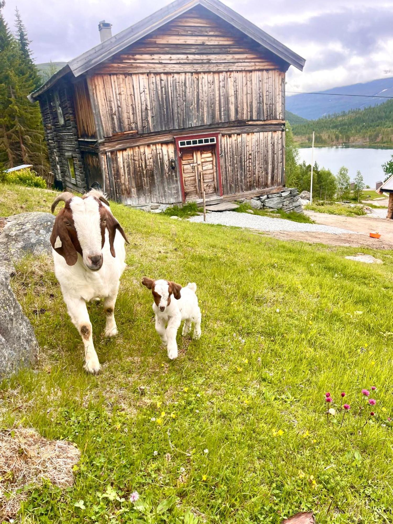 Reinheimen Lodge Skjak Екстер'єр фото